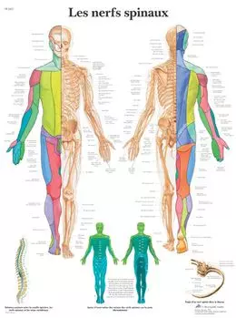 Tavola anatomica I nervi spinali VR2621UU 3B Scientific