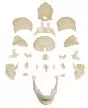 Cranio articolato - Versione anatomica in 22 parti R4701 Erler Zimmer