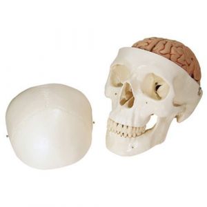 Cranio, modello classico, con cervello, in 8 parti A20/9
