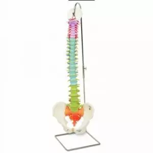 Modello di Colonna vertebrale flessibile didattica A58/8