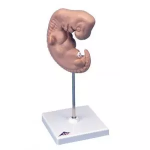 Modello dell'embrione umano ingrandito 25 volte L15