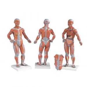 Figura umana con muscoli, grandezza 1/3, 2 parti B59
