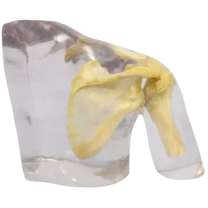 Fantasma radiografico della spalla Erler Zimmer