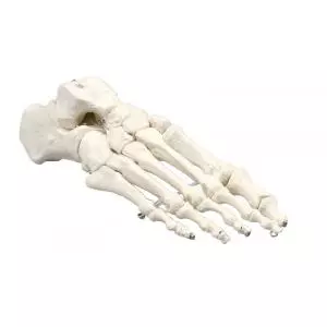 Modello di scheletro dei piedi 6050 Erler Zimmer