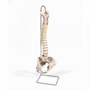 Colonna vertebrale flessibile classica, con bacino femminile A58/4