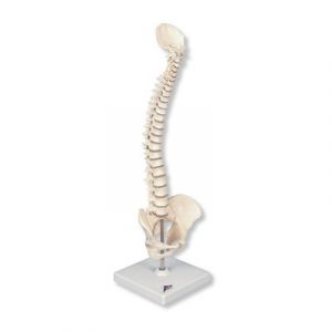 Mini colonna vertebrale, elastica, su stativo A18/21