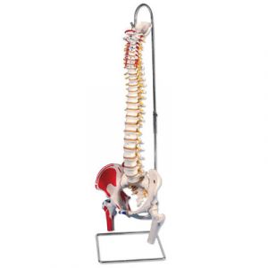 Colonna vertebrale flessibile classica dipinta, con tronchi del femore mobili e illustrazione dei muscoli A58/3