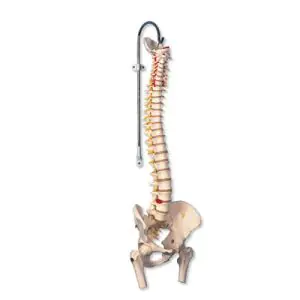 Colonna vertebrale flessibile molto robusta, con tronchi del femore A59/2