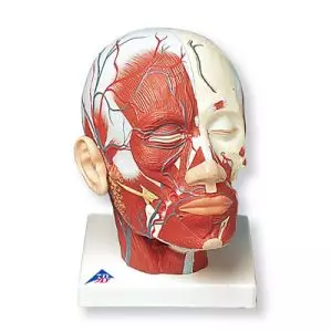 Muscolatura della testa con vasi sanguigni VB128