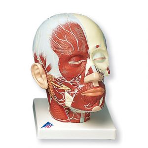Muscolatura della testa con nervi VB129