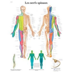 Tavola anatomica I nervi spinali VR2621UU 3B Scientific