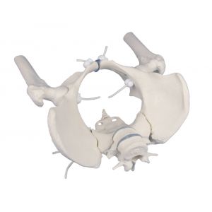 Bacino femminile con osso sacro, 2 vertebre lombari e testa del femore, flessibile