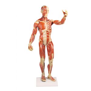 Modello anatomico di muscolatura B90 Erler Zimmer