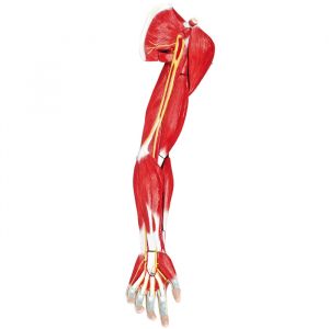 Muscoli del braccio umano in 7 parti Erler Zimmer M111