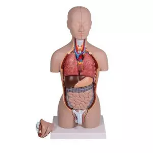 Modello di torso umano bisessuato scomponibile in 16 parti B223 Erler Zimmer