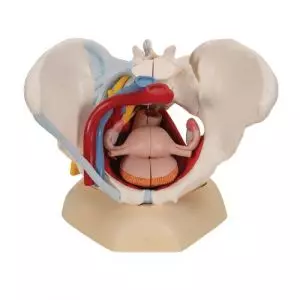 Modello di Pelvi femminile con legamenti, vasi, nervi, pavimento pelvico e organi, in 6 parti H20/4