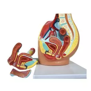 Modello anatomico di bacino femminile in 3 parti