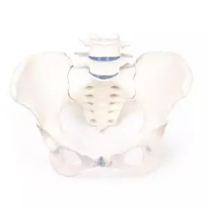 Modello di scheletro del bacino femminile Erler Zimmer 4058