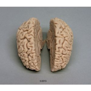 Modello anatomico di cervello scomponibile in 2 parti C710 Erler Zimmer