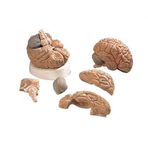 Modello di Cervello con arterie in 5 parti VH405