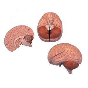 Modello del Cervello in 2 parti C15