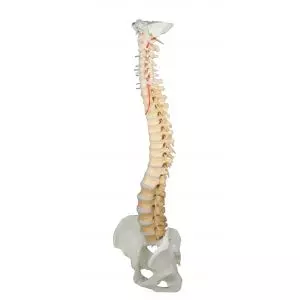 Colonna vertebrale didattica colorata con bacino smontabile, su supporto Erler Zimmer 4010
