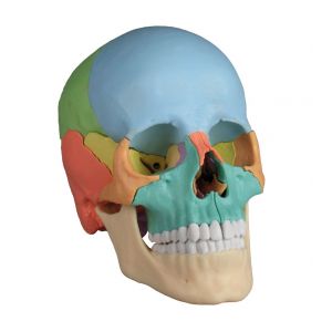 Cranio articolato - Versione didattica in 22 parti R4708 Erler Zimmer