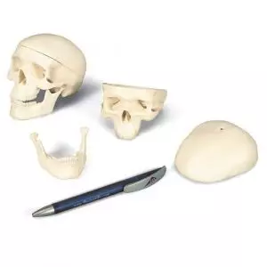 Modello di cranio in miniatura, in 3 parti A18/15