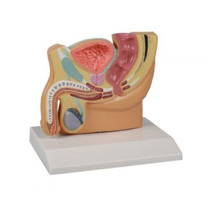 Modello anatomico di bacino maschile H221 Erler Zimmer