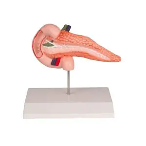 Modello anatomico di pancreas e duodeno K222 Erler Zimmer