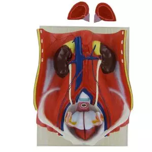 Modello anatomico del sistema urinario maschile Mediprem