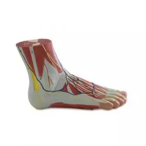 Modello anatomico del piede in 3 parti