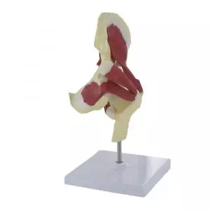 Modello di articolazione dell'anca umana con muscoli Mediprem