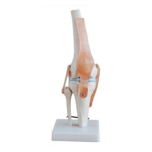 Modello funzionale dell'articolazione del ginocchio Mediprem 
