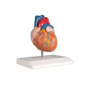 Modello di cuore a grandezza naturale in 2 parti Erler Zimmer G210