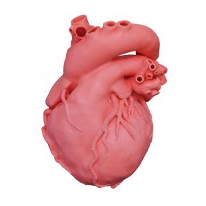 Modello di cuore G520 Erler Zimmer