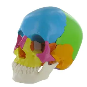 Modello del cranio anatomico articolato colorato in 22 pezzi versione didattica Mediprem