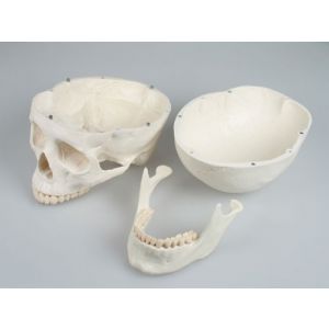 Modello di cranio in 3 parti Erler Zimmer R4500