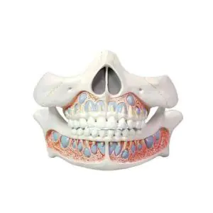 Modello anatomico di dentatura bambino Mediprem