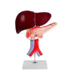 Modello anatomico di fegato, pancreas e duodeno Mediprem