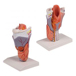 Modello anatomico di laringe ingrandito in 5 pezzi