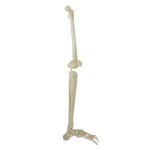 Modello di scheletro della gamba Mediprem