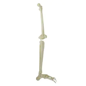Modello di scheletro della gamba Mediprem
