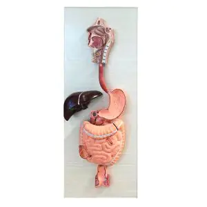 Modello anatomico dell'apparato digerente in 3 parti Mediprem