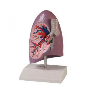 Modello di metà del polmone umano, grandezza naturale Erler Zimmer G252