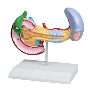Modello di pancreas, milza e cistifellea con patologie Erler Zimmer K295