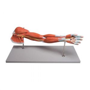 Modello anatomico di braccio con muscoli in 7 parti Mediprem
