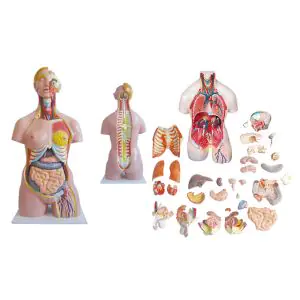 Modello anatomico di torso umano bisessuato 32 pezzi