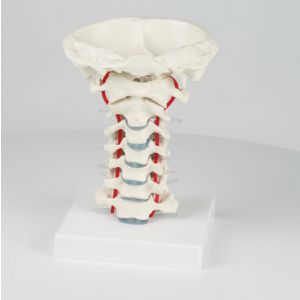 Modello delle vertebre cervicali su supporto Erler Zimmer 4073