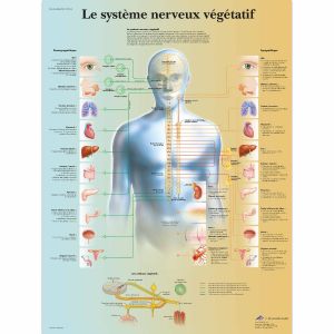 Tavola anatomica del sistema nervoso vegetativo VR2610L 